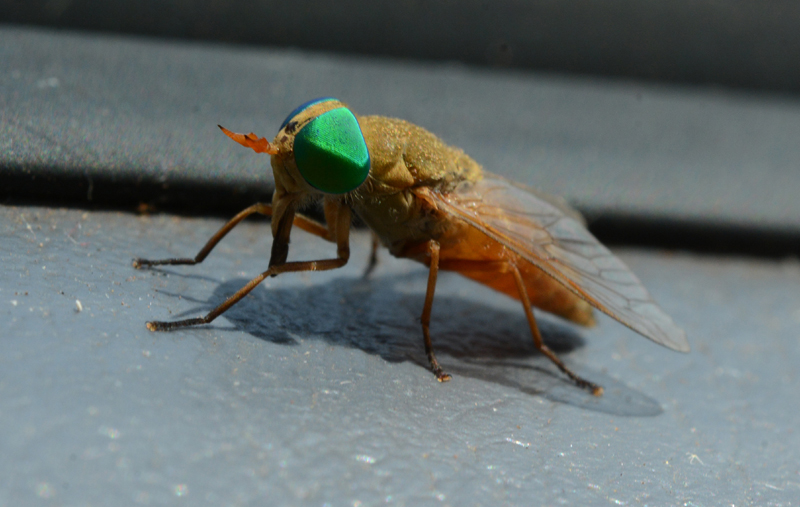 Fly, Marchfly