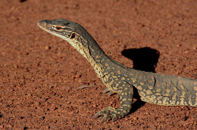 Goanna, Sand