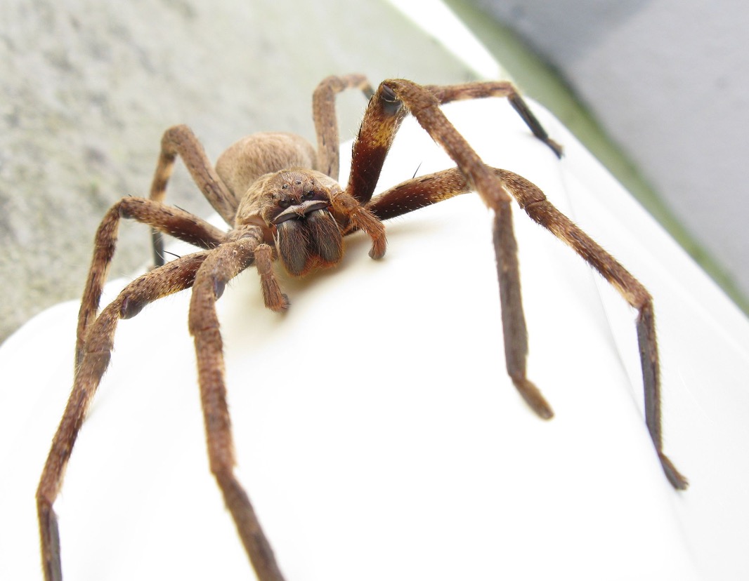 spider