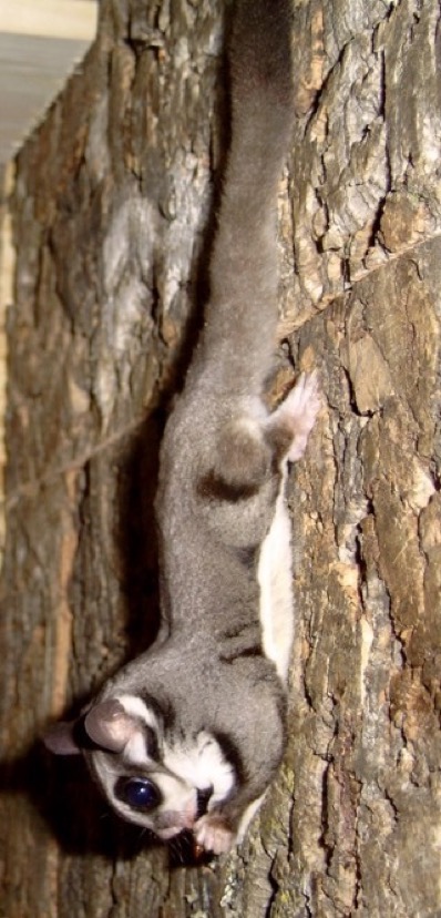 Possum
