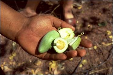 Bush Banana