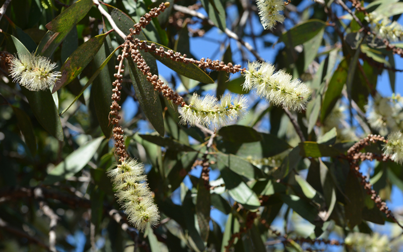 Paperbark, Weeping