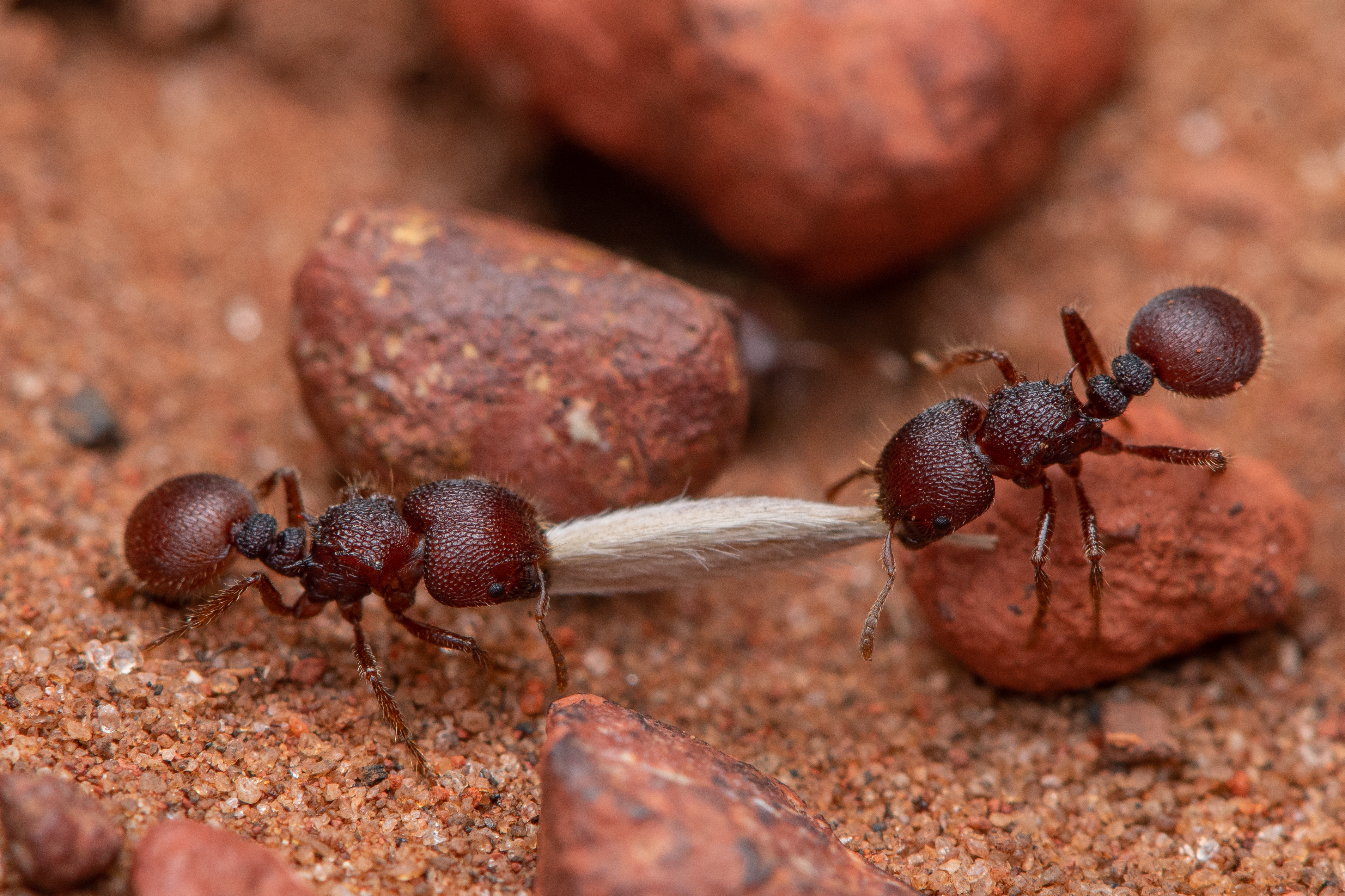 Ant, Speargrass