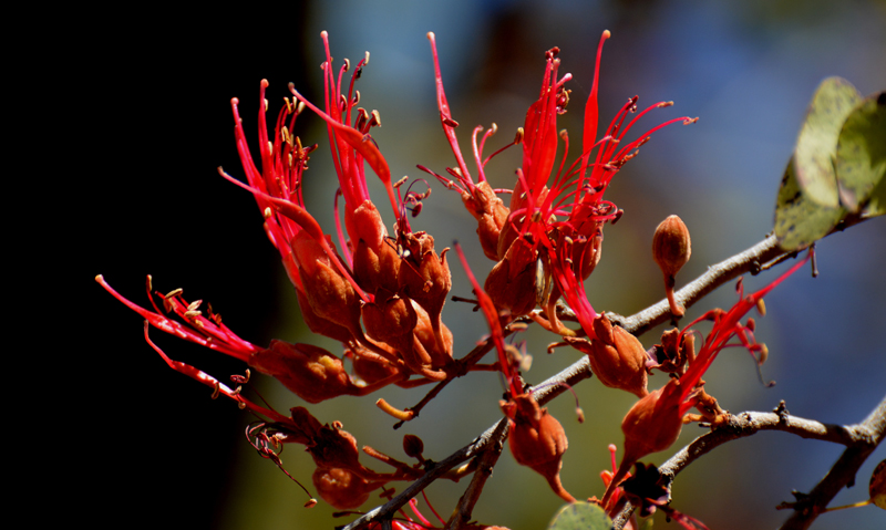 Bauhinia