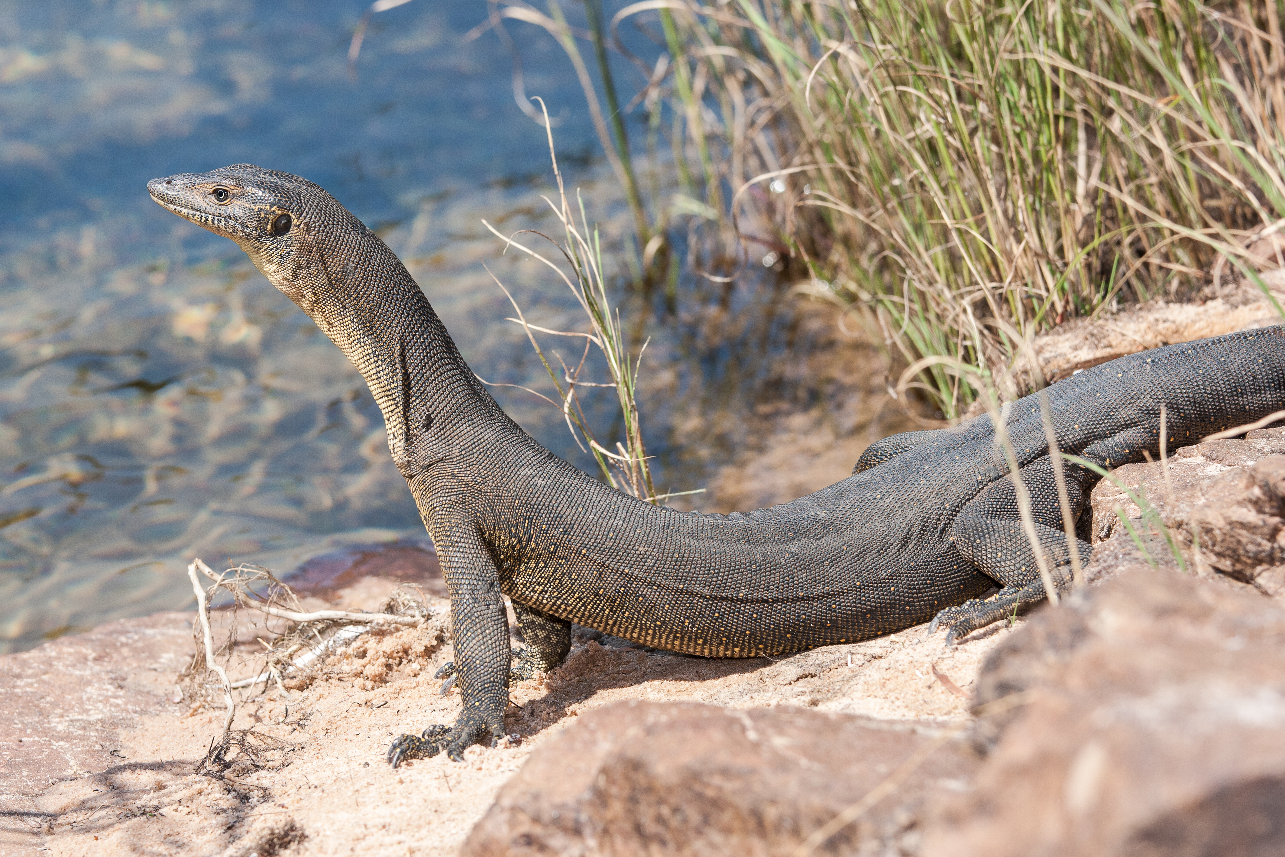 Goanna, Water
