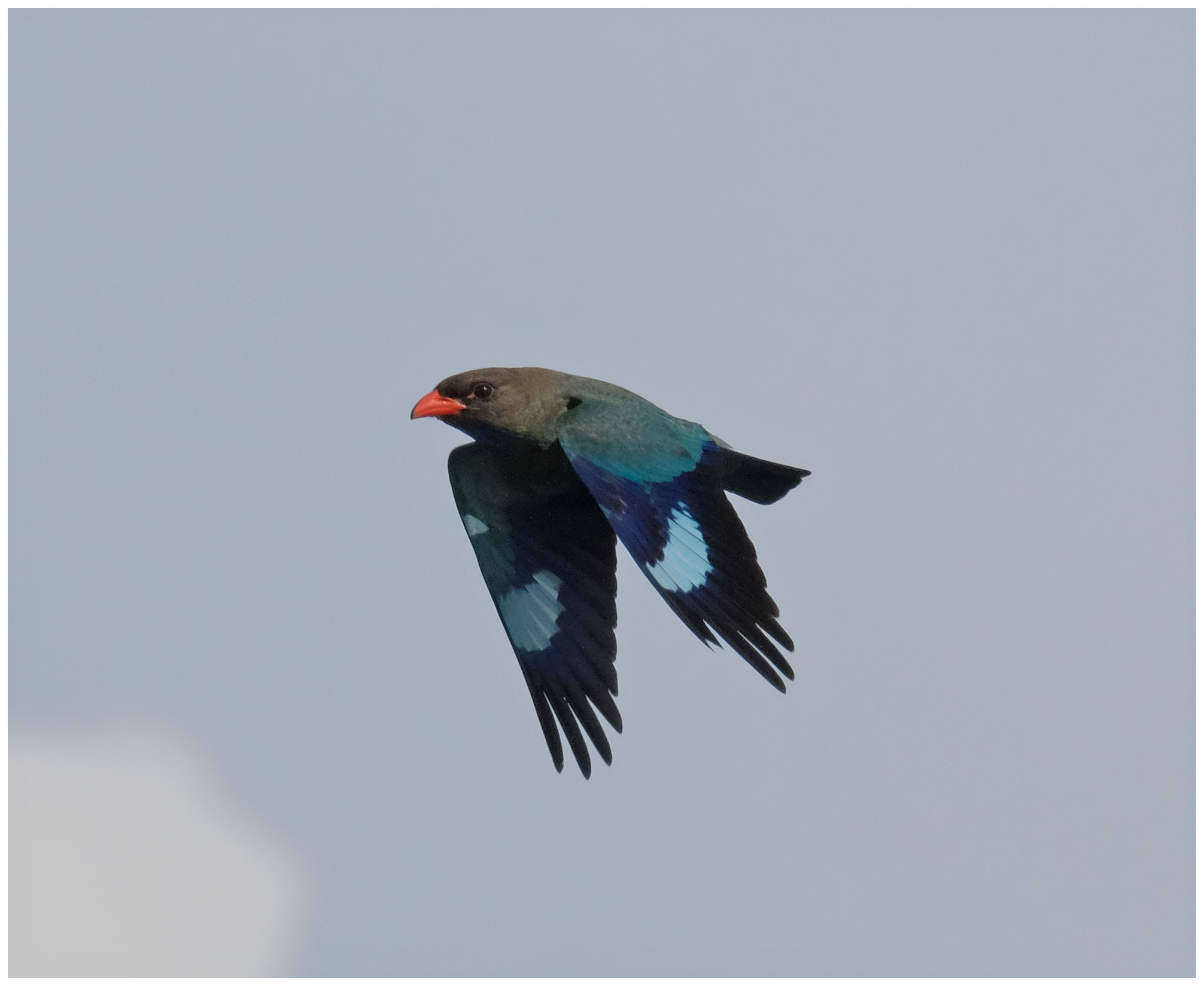 Dollarbird