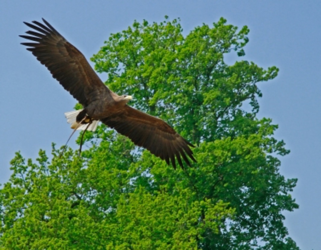 Plain hawk
