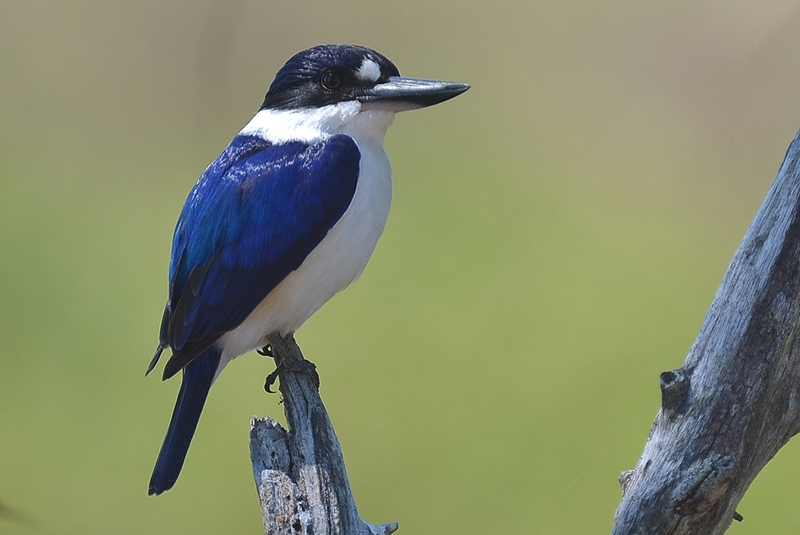 Kingfisher, Forest