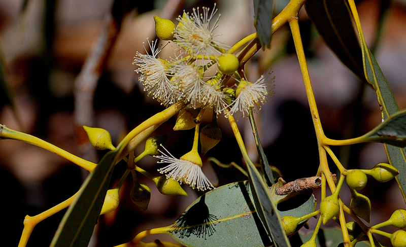 Gumtree, River Red