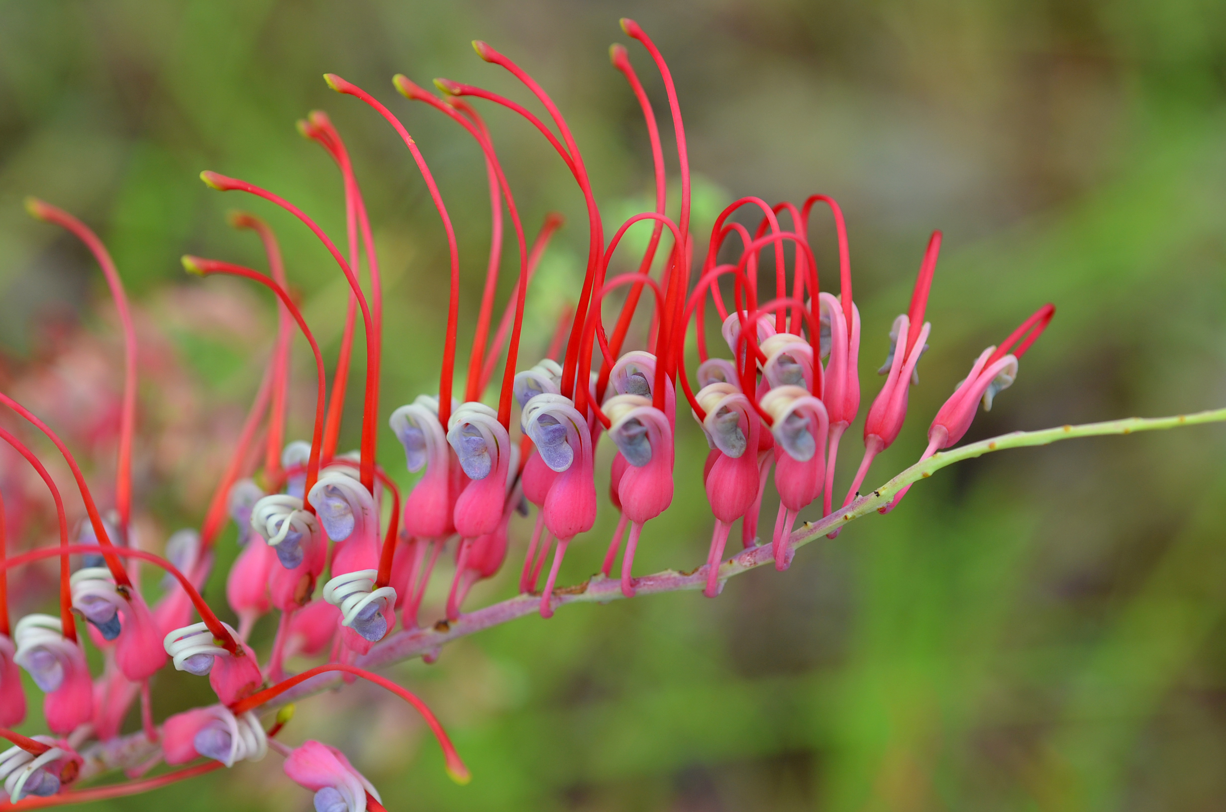Grevillea