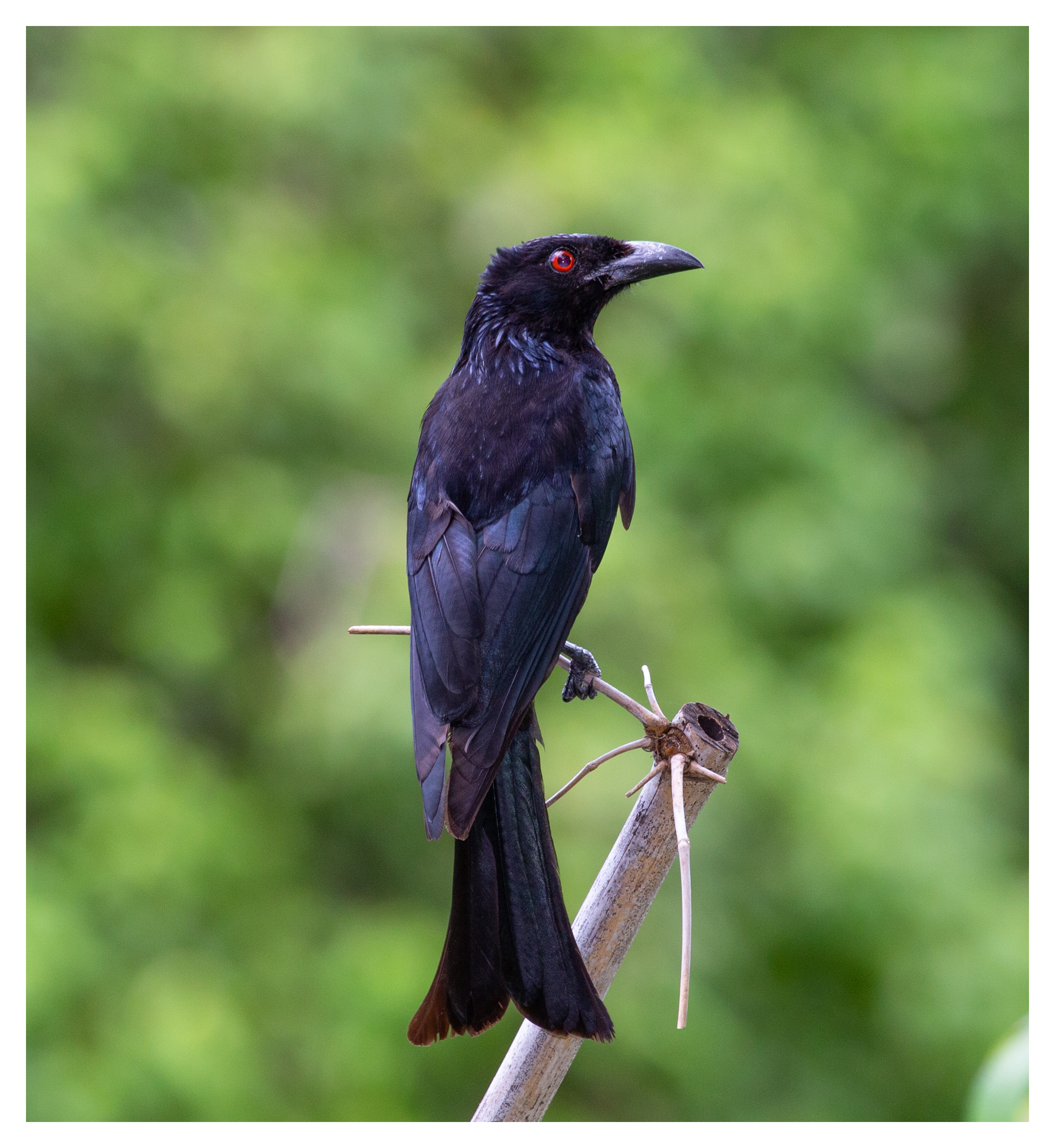 Drongo