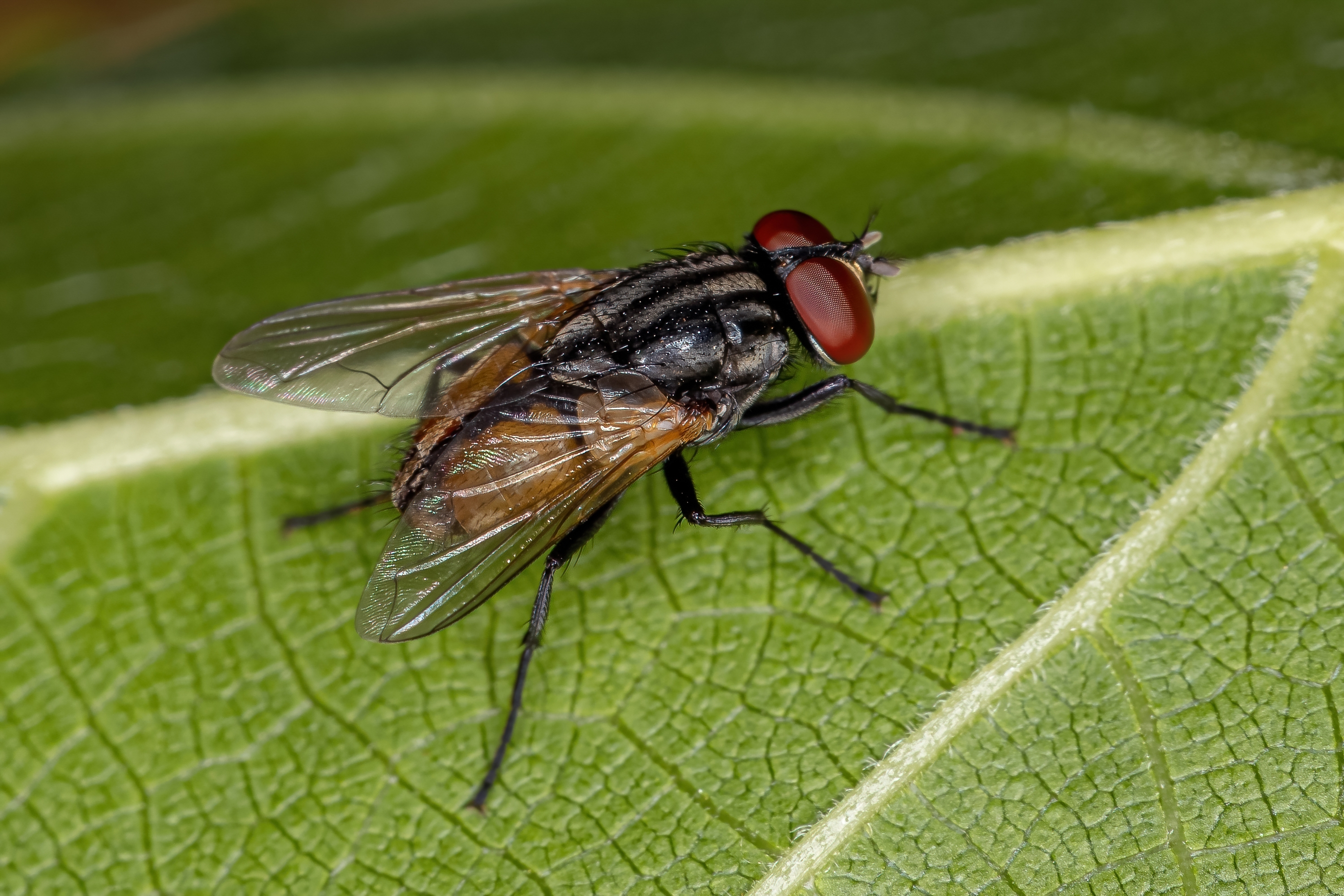 Fly (House, Bush)