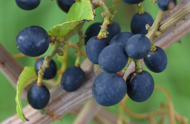 Grape, Wild