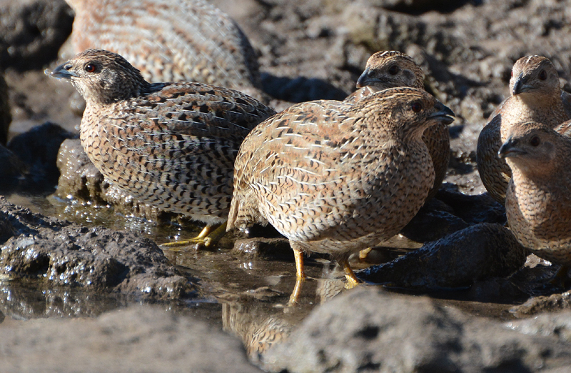 Quail