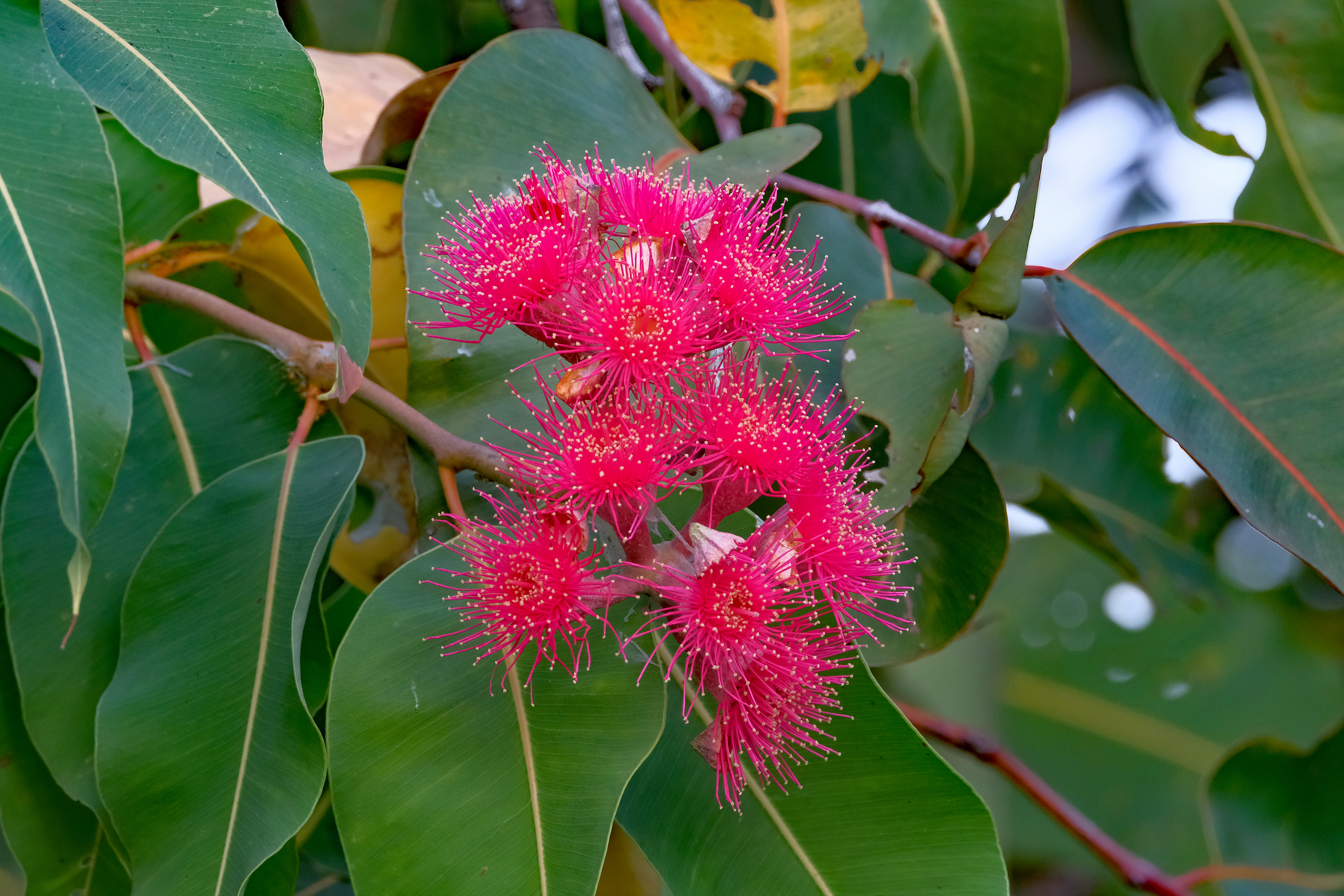 Bloodwood, Swamp