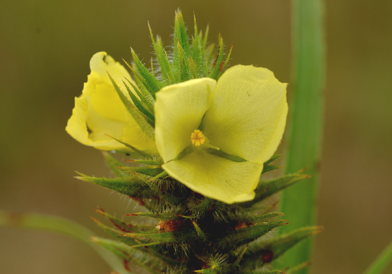 Yam, Small Round