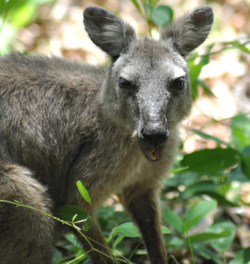 Wallaroo, Black (male)