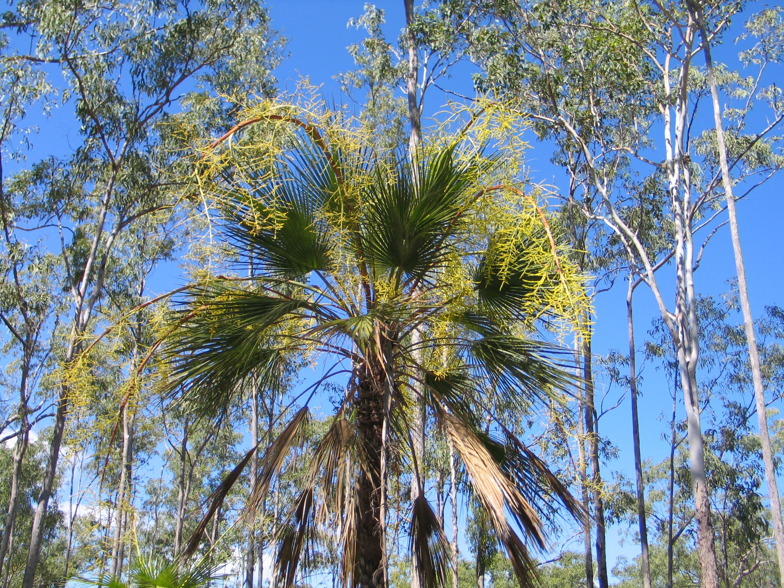 Palm, Sand