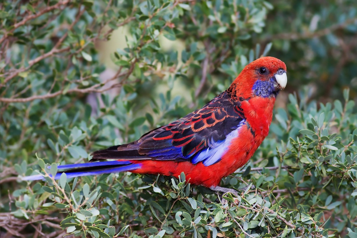 parrot