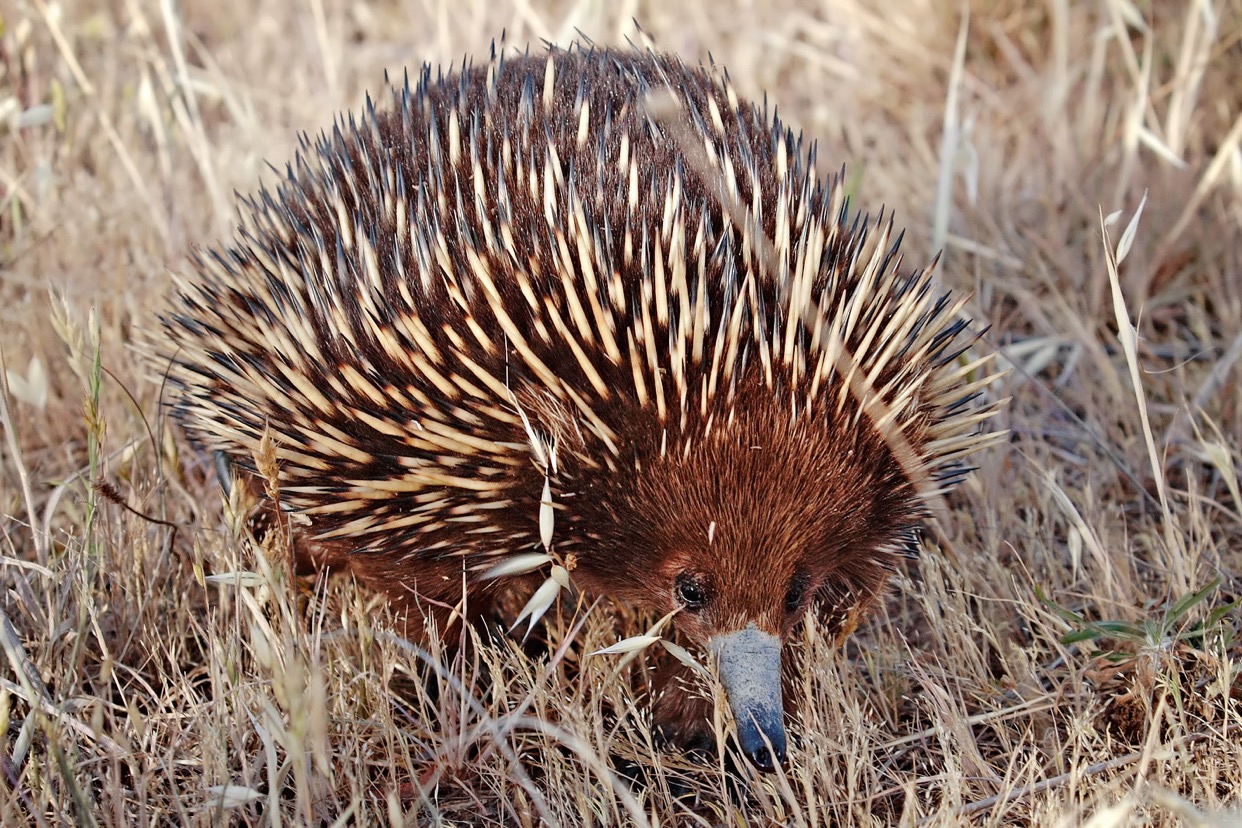 Porcupine