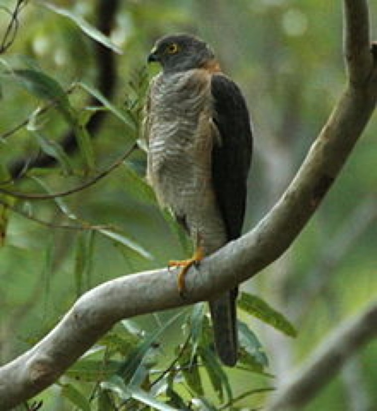 Sparrow hawk