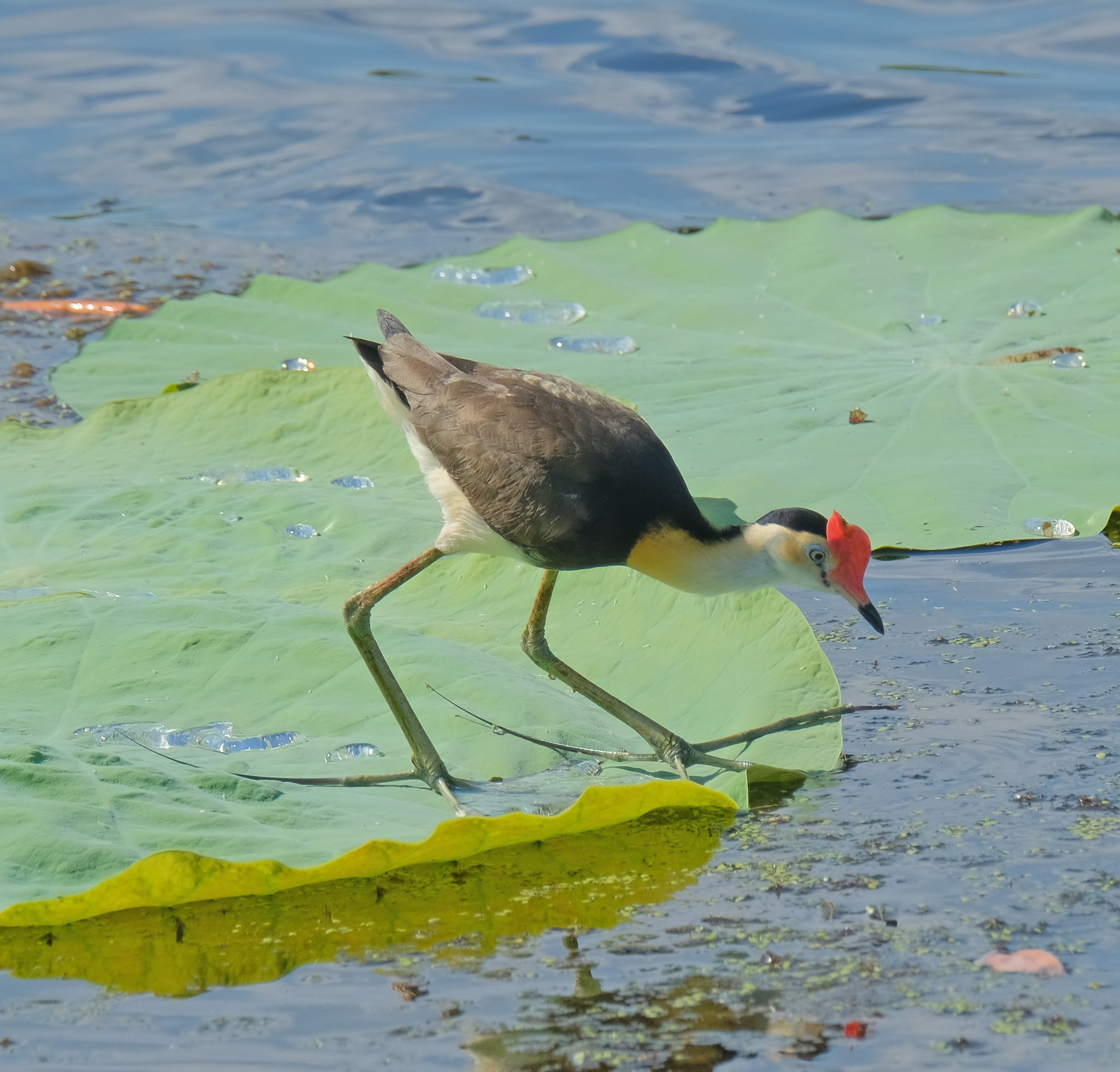 Jacana