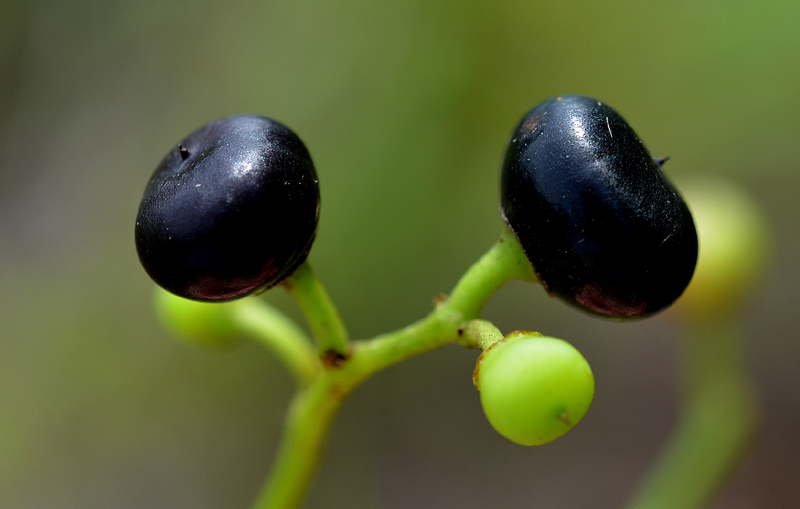 Native Grape