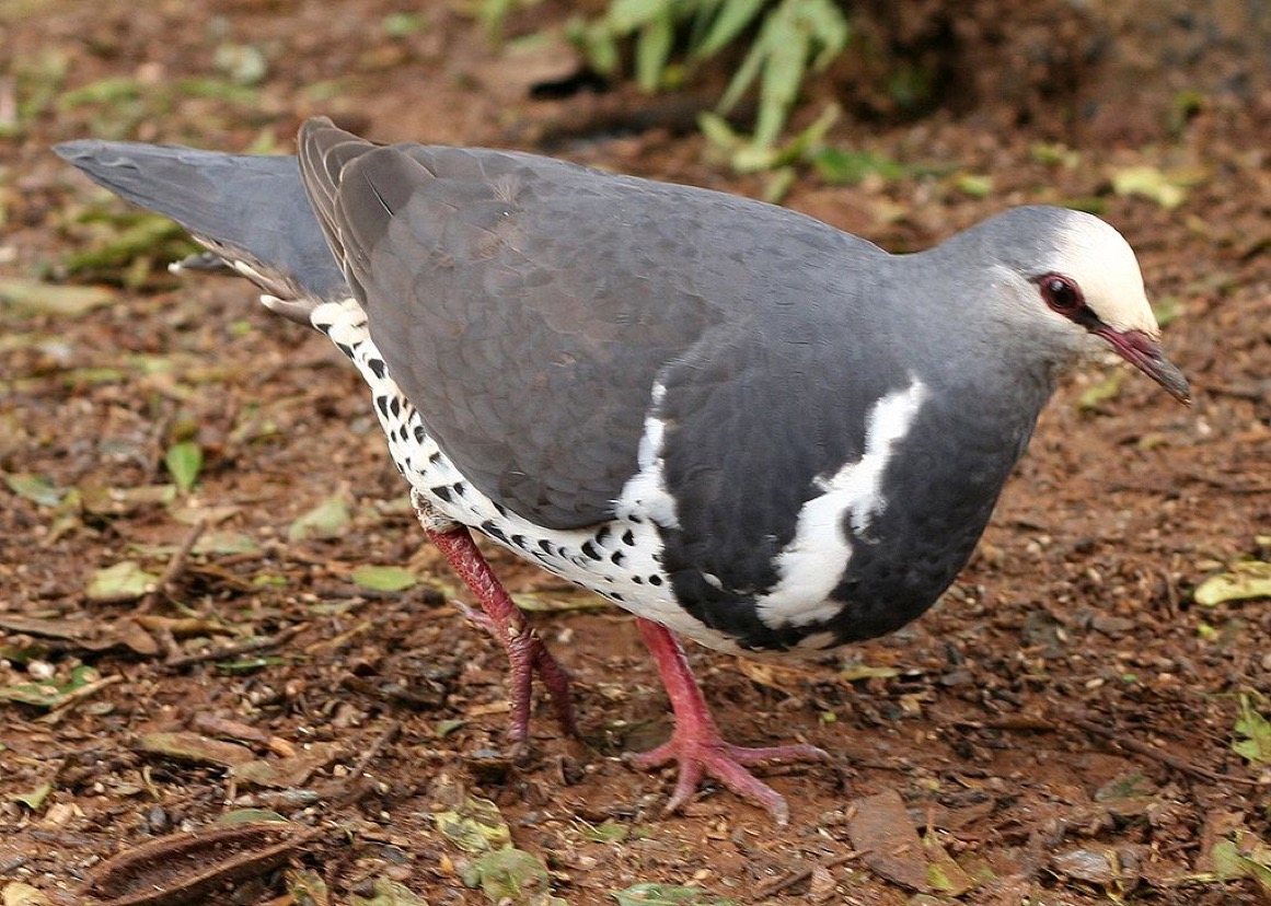pigeon