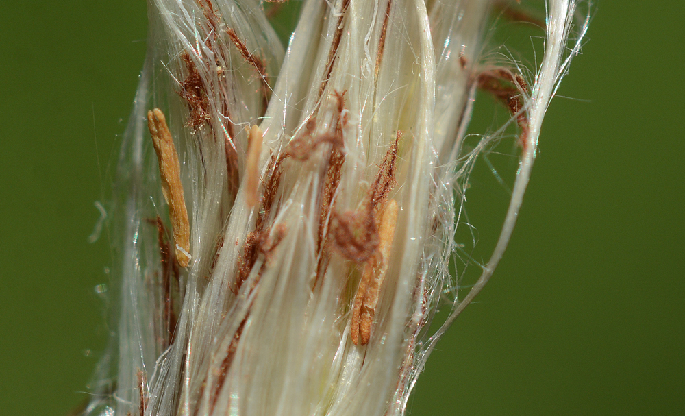 Grass, Razor