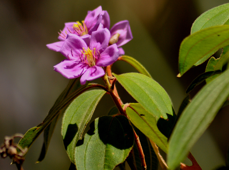Native Lasiandra
