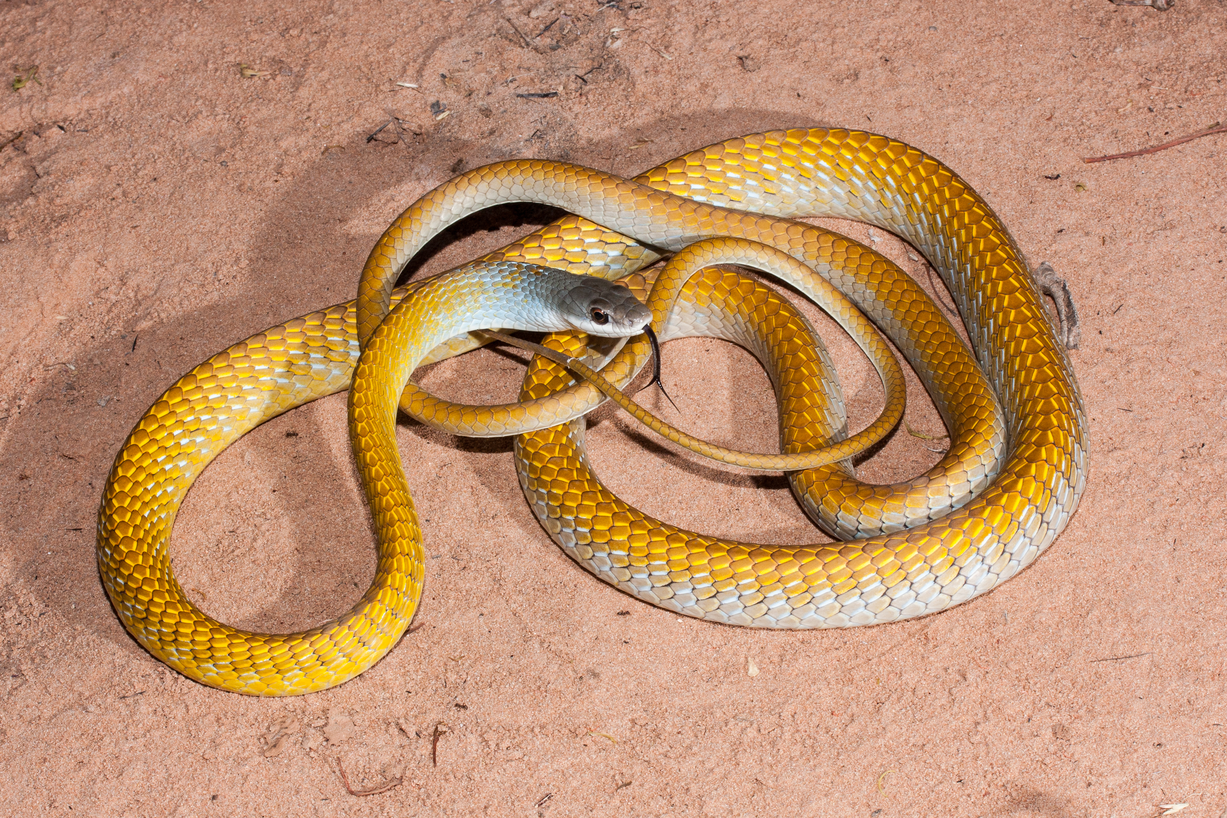 Snake, Golden Tree