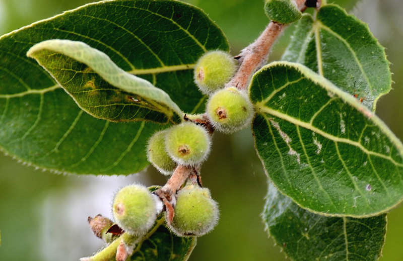 Fig, Sandpaper