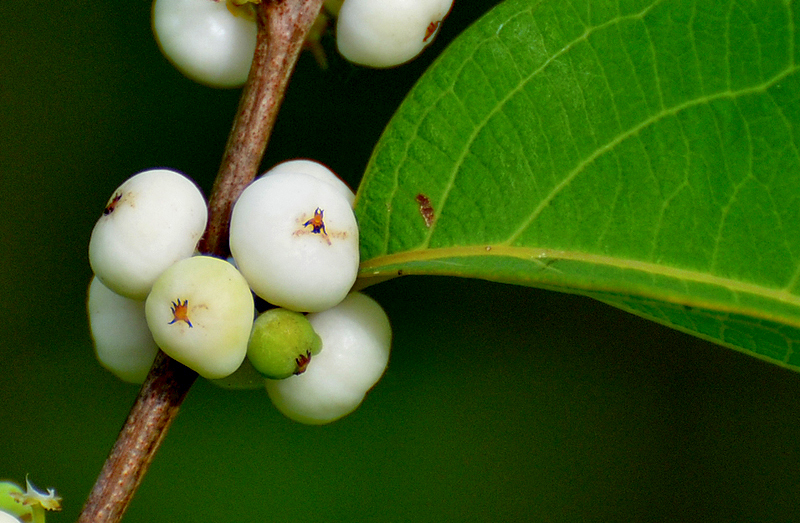 Currant, White