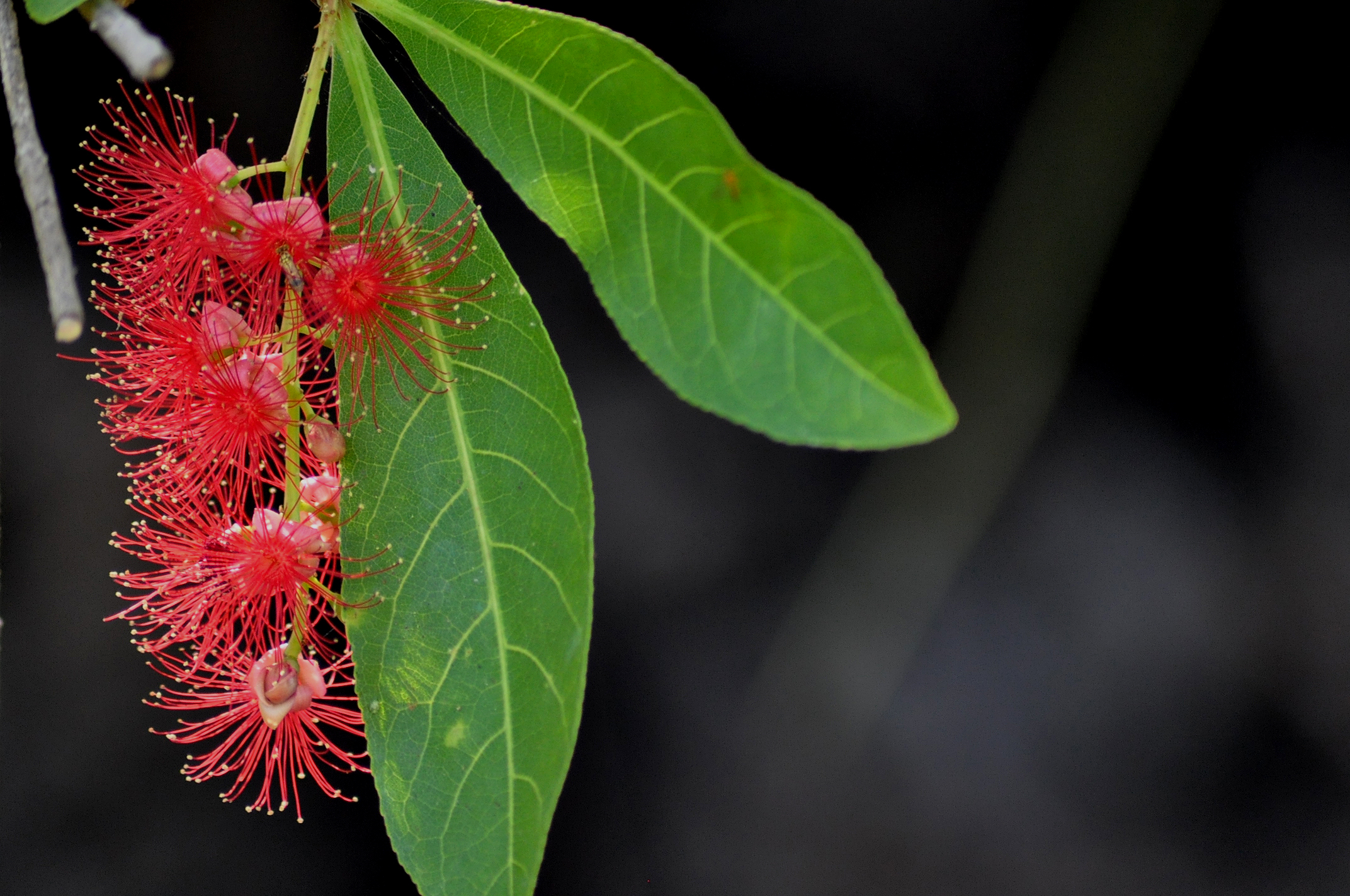 Freshwater Mangrove