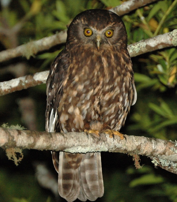 owl