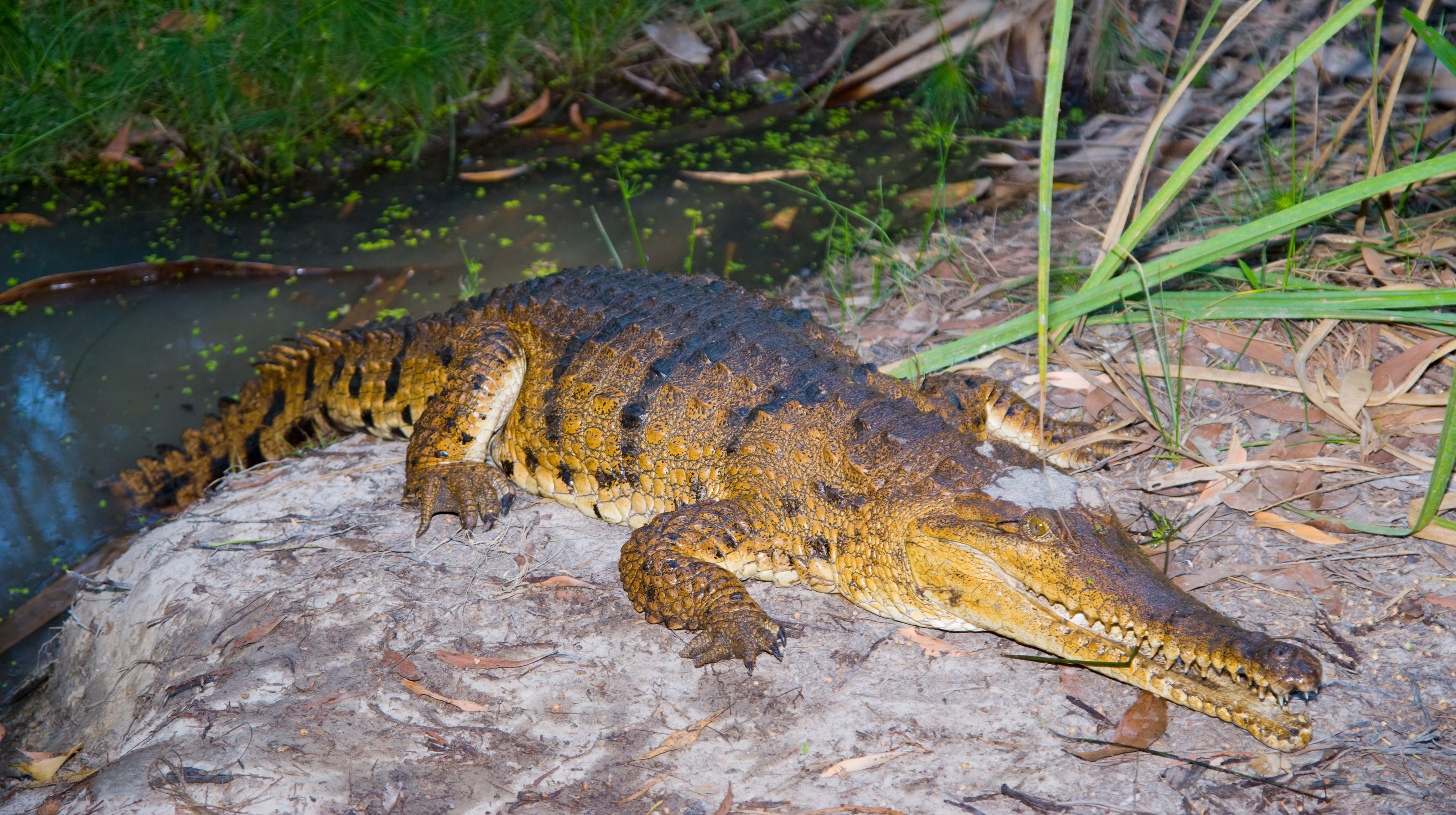 Crocodile, Freshwater