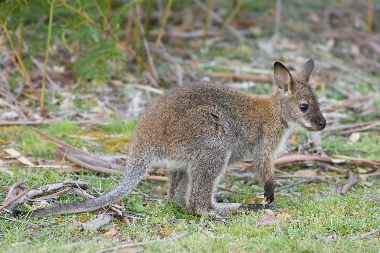 Brush wallaby