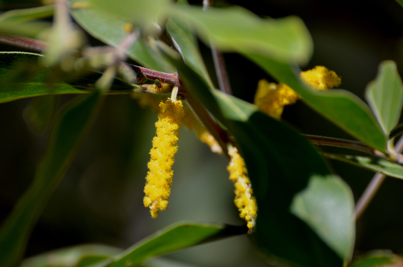 Wattle, Silver (soap tree)