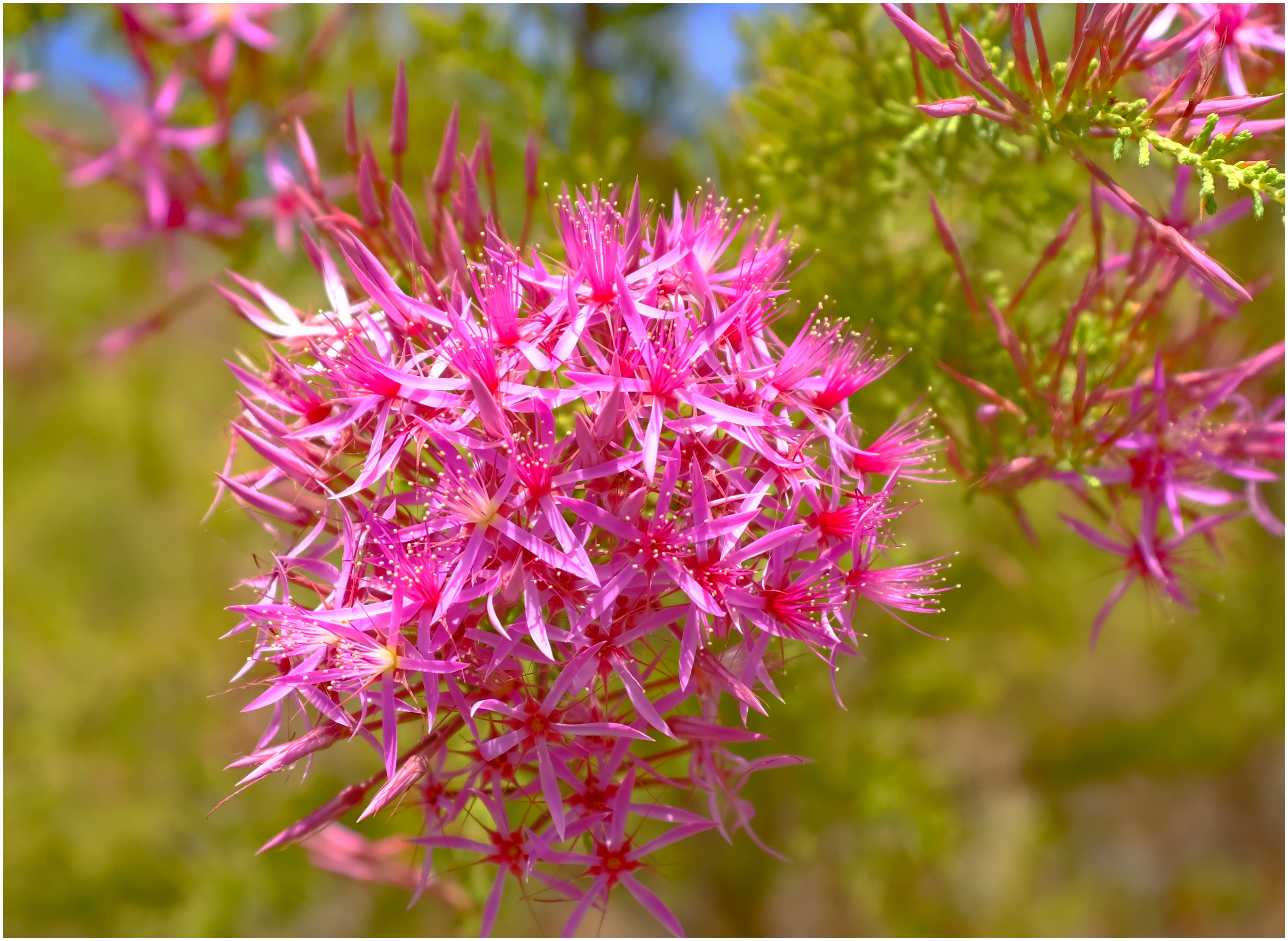 Turkey Bush