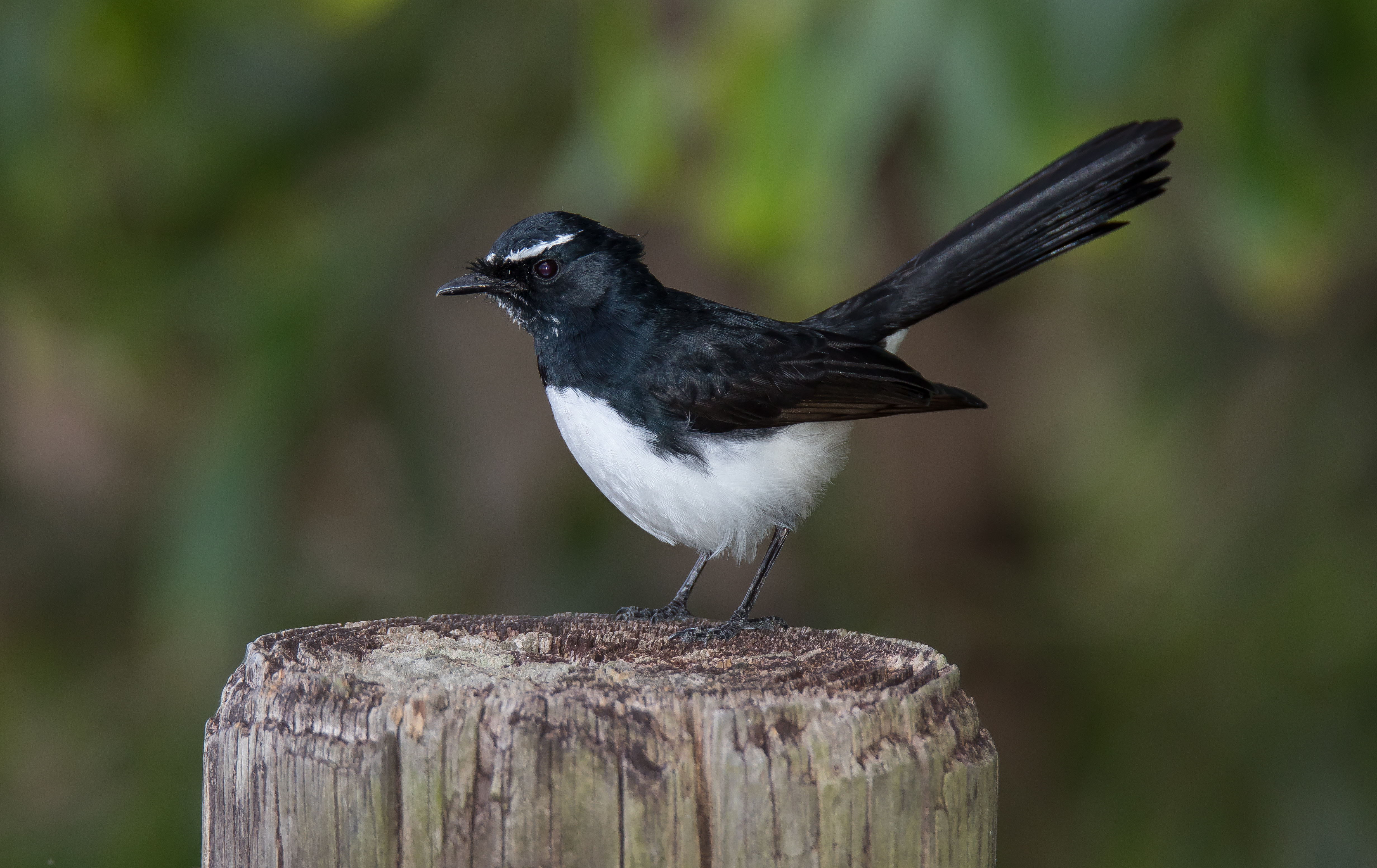 Willie Wagtail