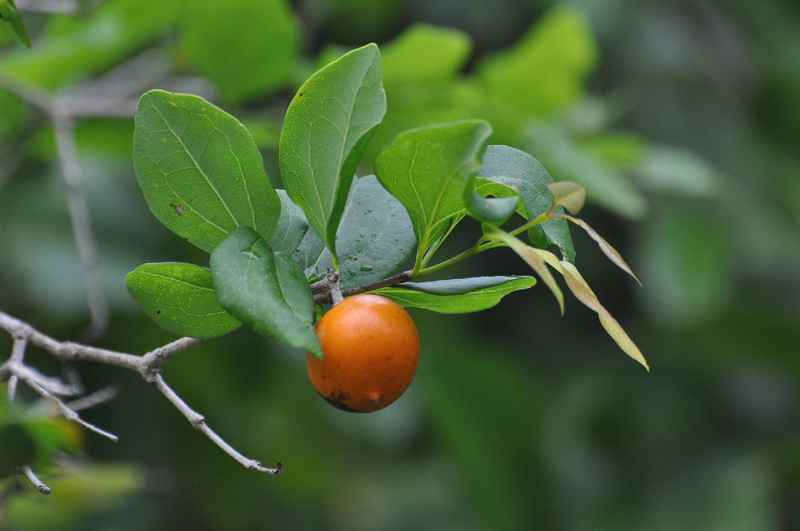Strychnine Tree