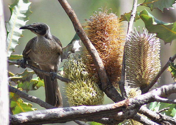 Banksia