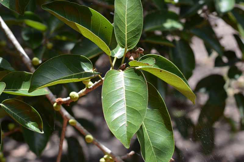 Fig, Banyan
