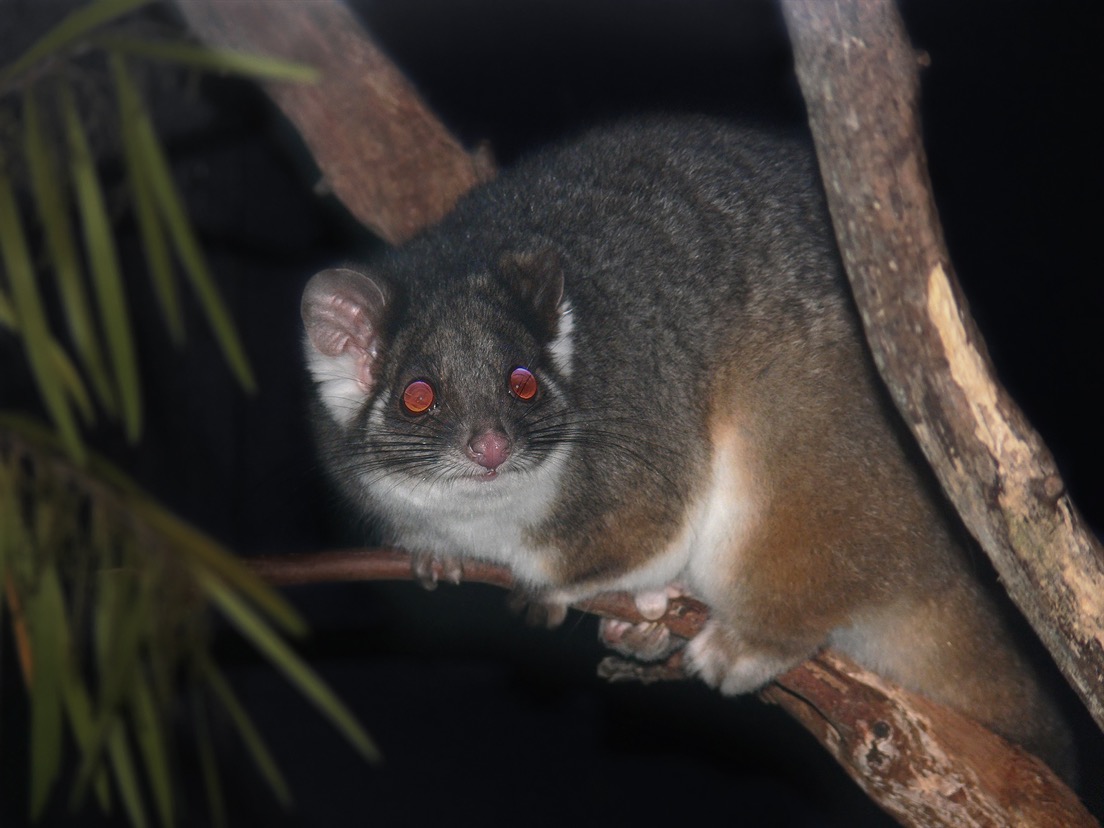 Possum