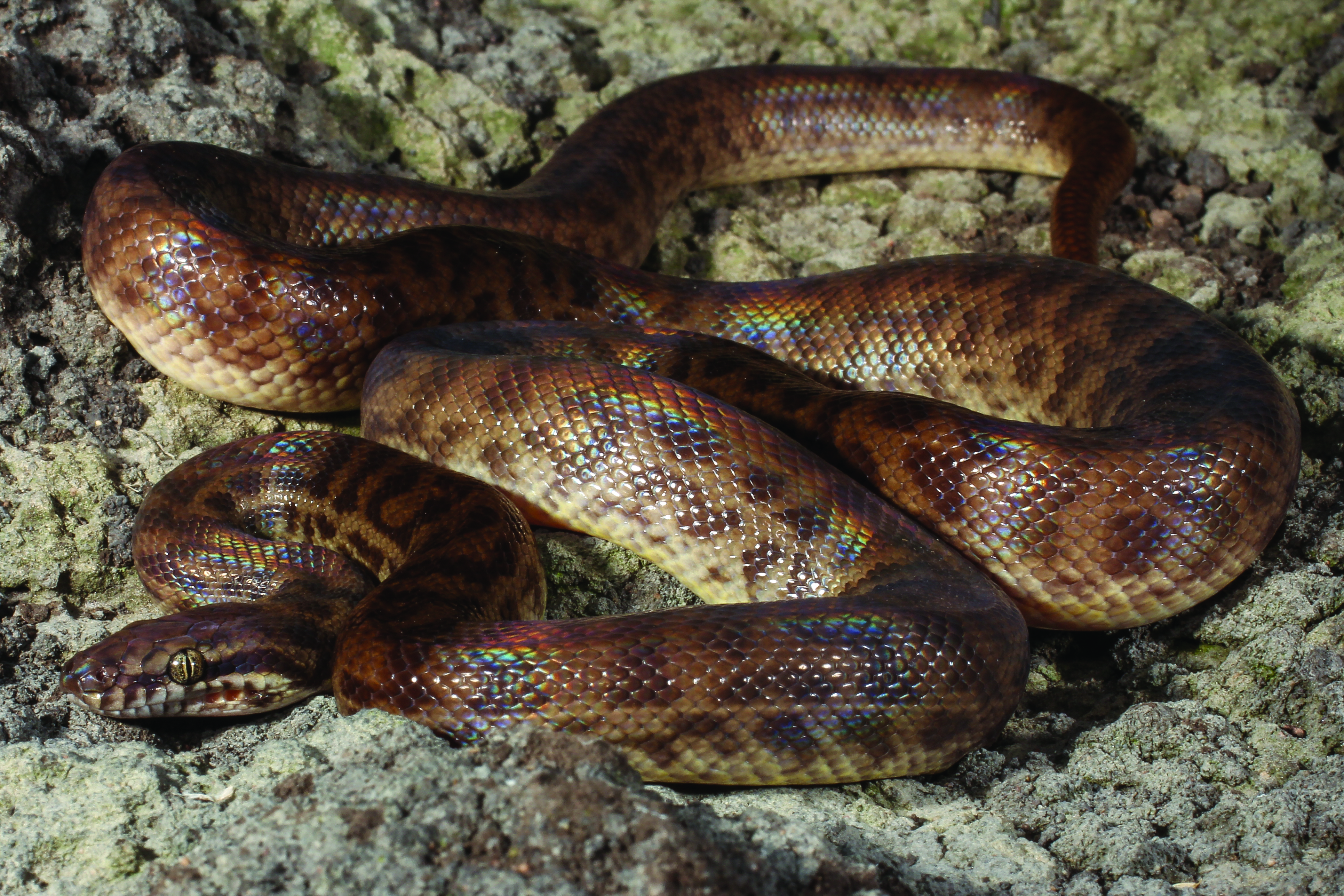 Python, Children’s