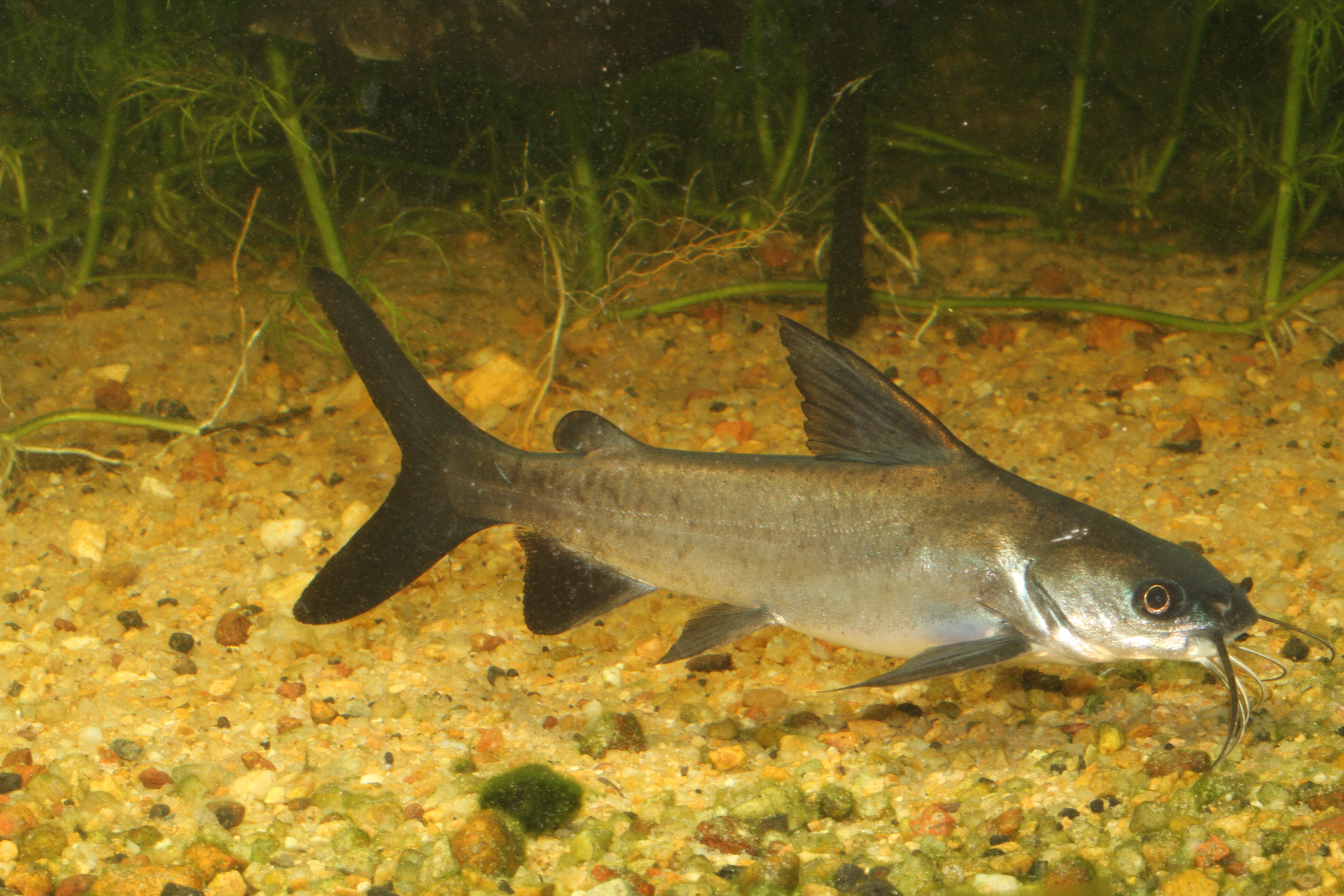 Catfish, Blue