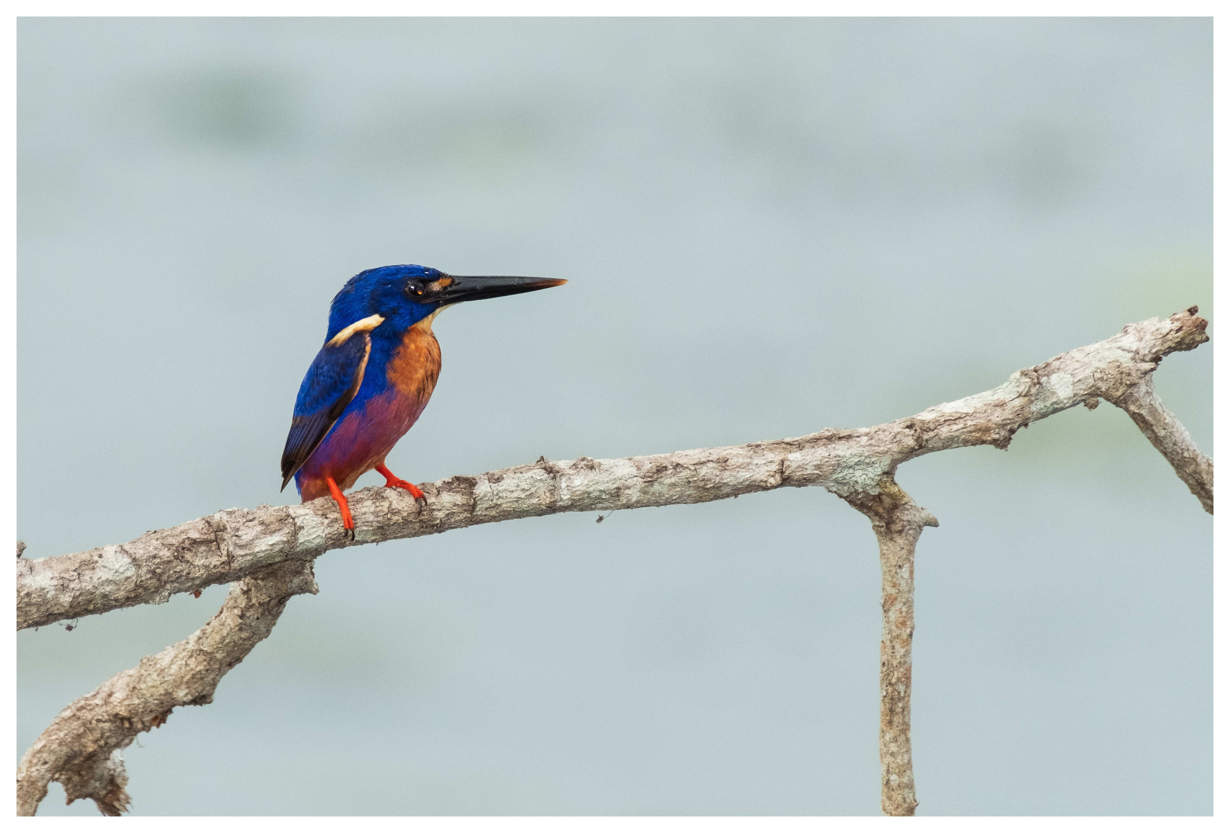 Kingfisher, Azure