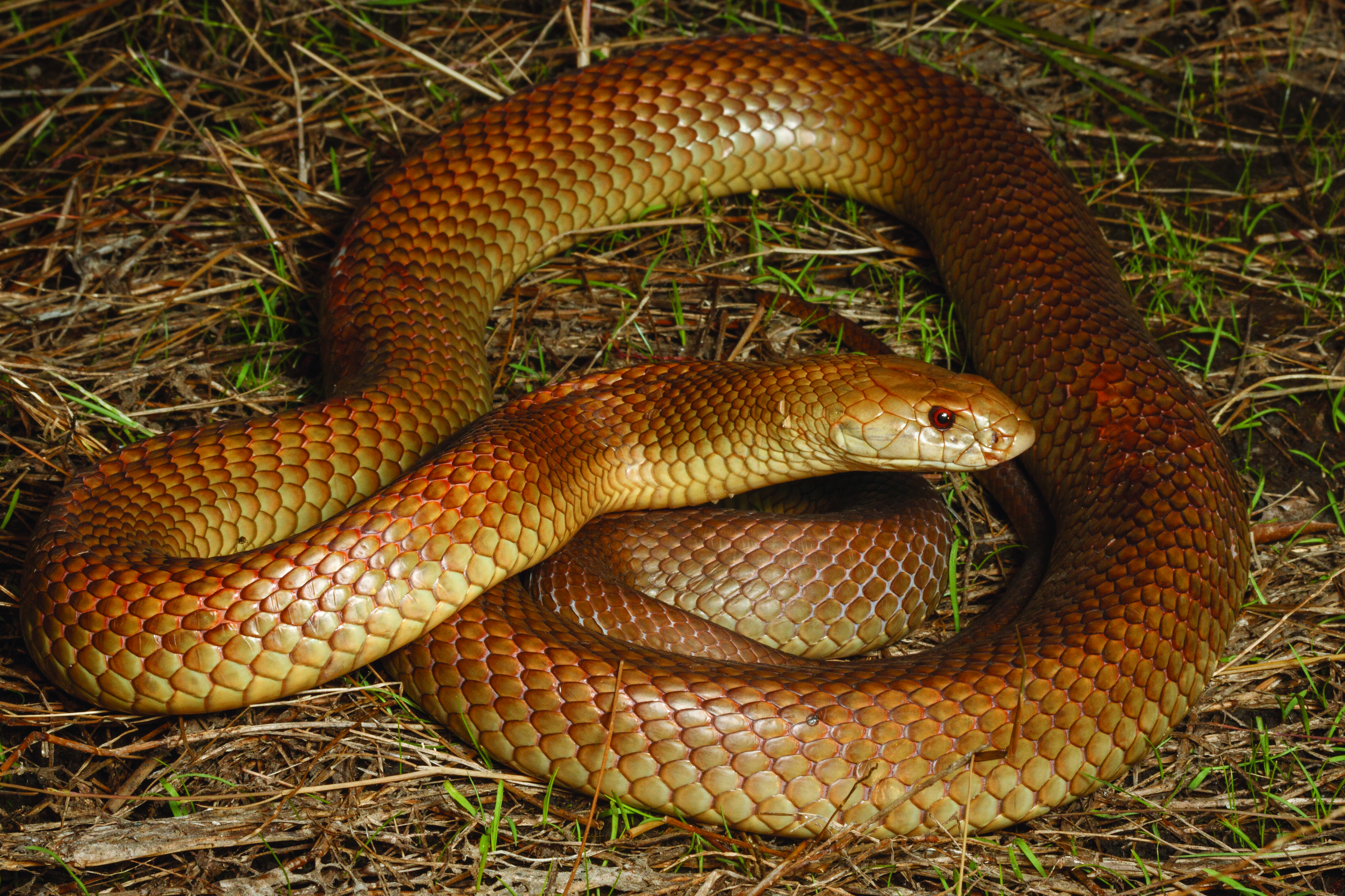 Snake, King Brown