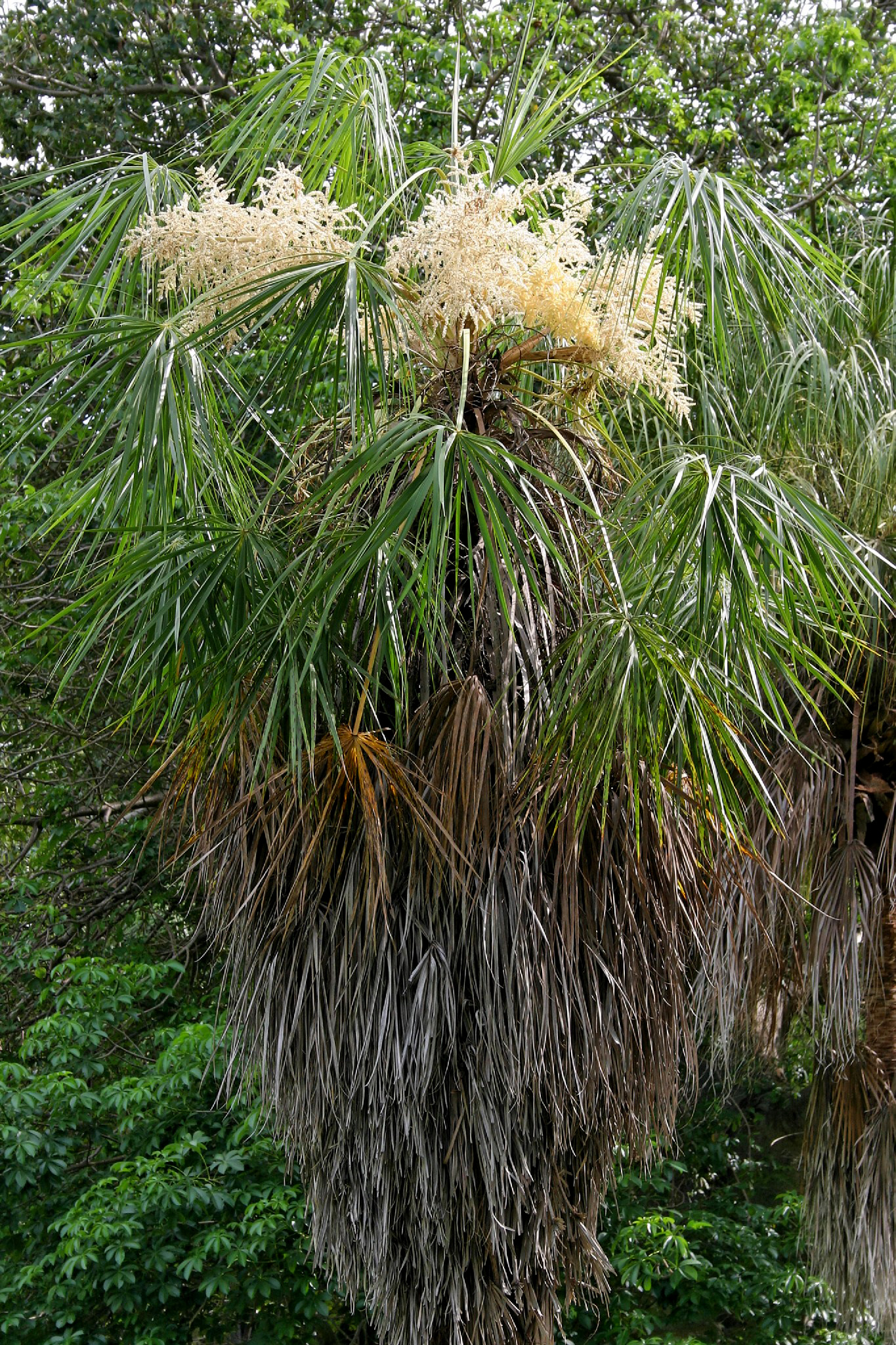 Palm, Fan