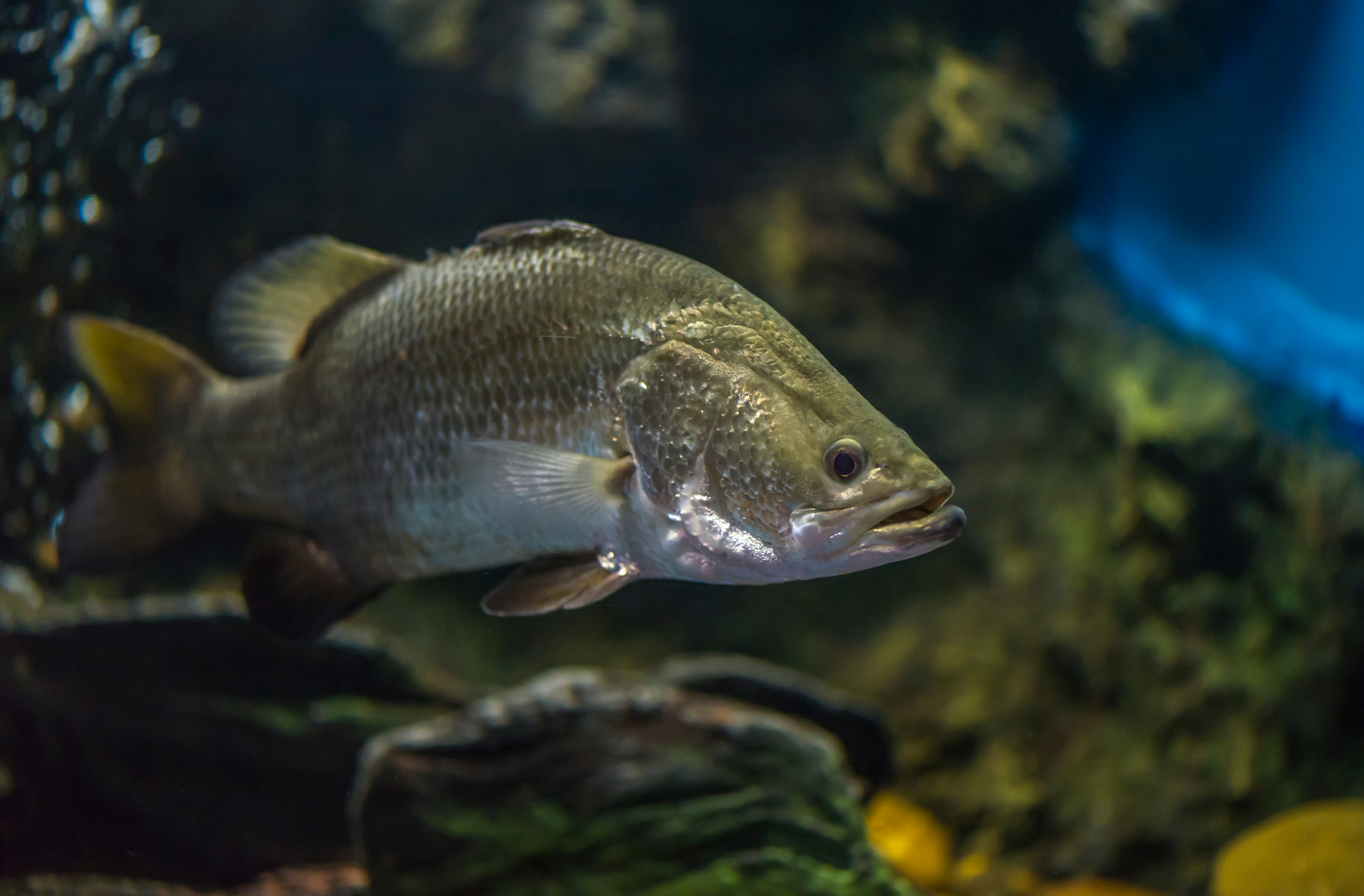 Barramundi (large)